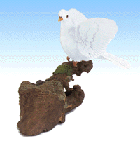 [Image: Peaceful Dove]